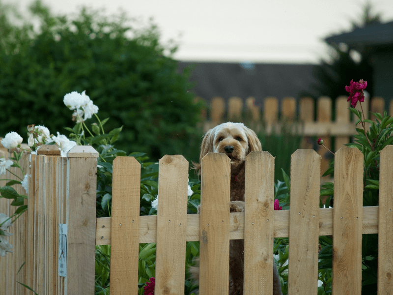 Fence Repair in South Wales: Causes, Costs and When to Replace